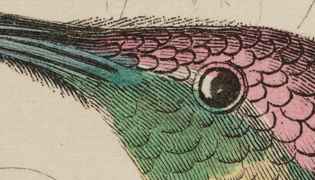 Ruby-crested Hummingbird detail