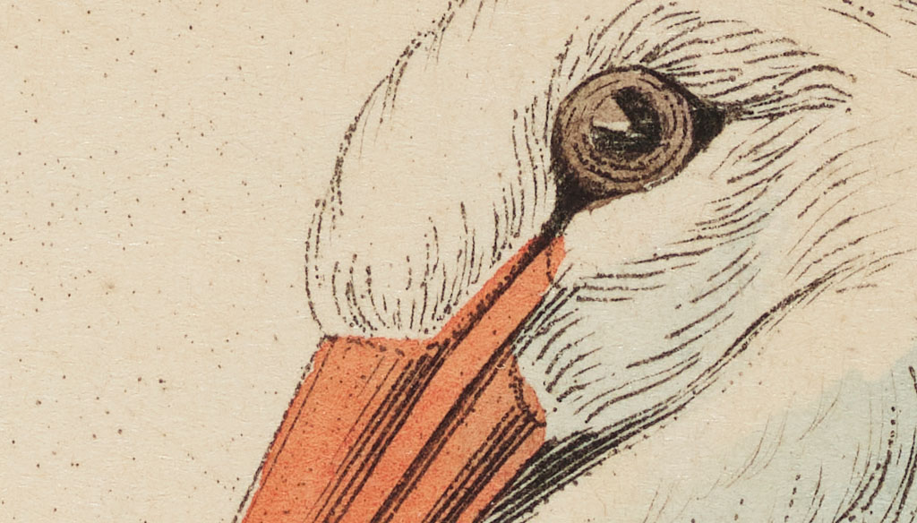 White Stork detail